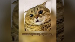 я мишка гумибер (speed up)