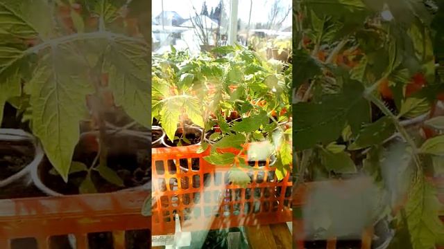 Томаты на 8 е марта смотреть онлайн