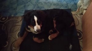 НАГУЛЯЛИСЬ...                   Бернский Зенненхунд.