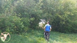 Сажаем картошку. Коровьи бега.