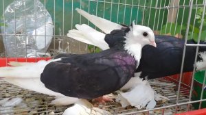 Голуби акуши чёрные