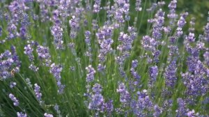 Муж привёл домой друзей и приказал им прислуживать. А после того что он заявил мне на следующий ден