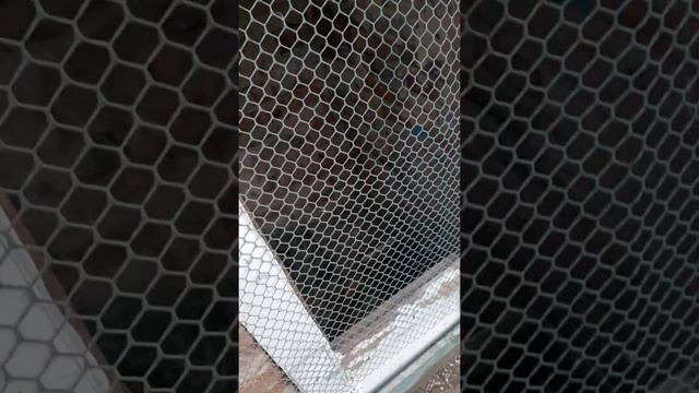 Как квочка сидит на яйцах.