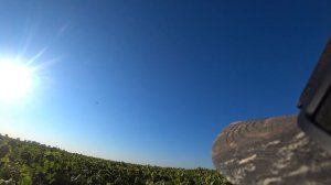 Охота на голубя Вяхиря, выезд в подсолнух, #Pigeon hunting 2020...#birdhunters