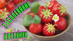 Опасные Болезни клубники.  Способы и методы борьбы с болезнями клубники Защита и лечение от болезней