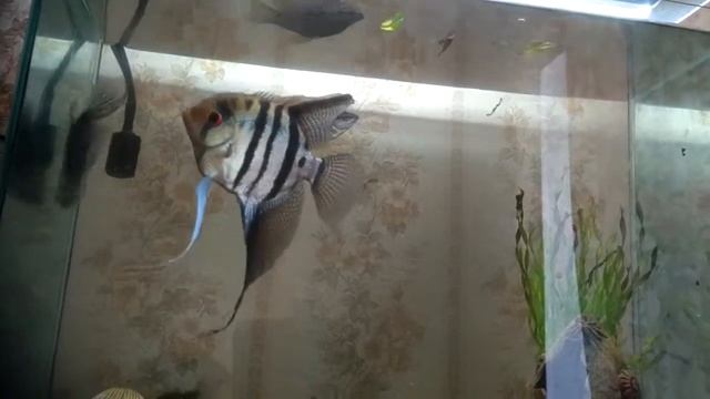 Бой скалярии и гурами смотреть онлайн