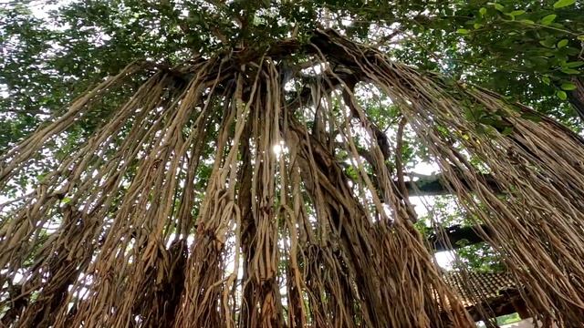 Шри-Ланка 2023. Развод на деньги. Форт Галле. Заблудился в джунглях. смотреть онлайн