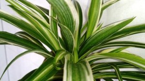 Драцена. Выращивание. Уход. Пересадка.