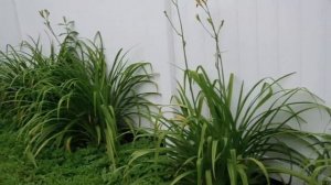 Спирея серая в виде деревца! Гортензия на штамбе! Что следующее???