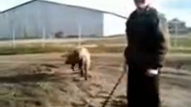 Свинья.mp4 смотреть онлайн