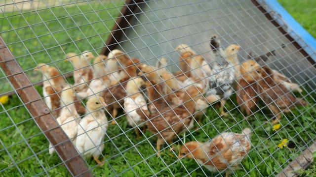 Андрей Гражданкин - «Деревня» (Версия 2) смотреть онлайн