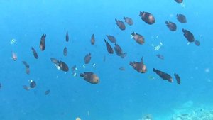 Морские обитатели у края рифа(Индийский океан)!