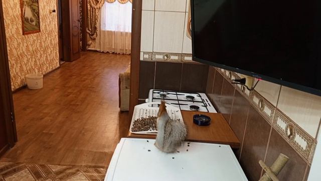 белочки играют.