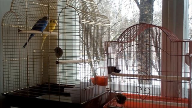 ?Пение волнистых попугаев.? Пение попугая и кенара. ?Singing of parrot and canary