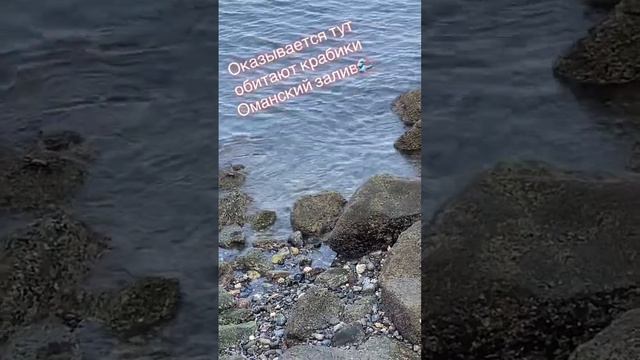 Оманский залив🌊🌊🌊 🦀