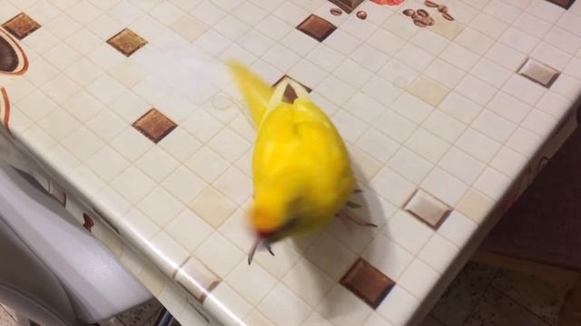 Дайте ЖРАТЬ! Попугай говорит пора бы и покормить голодную птичку смотреть онлайн