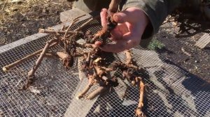 How to Grow Licorice Root with Michael Pilarski "Skeeter"