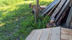 Купили козу/Поведение козы на новом месте/О деревне.