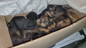 Щенков под контейнером завалили снегом? Знакомый их откопал и привез мне ? saving puppies