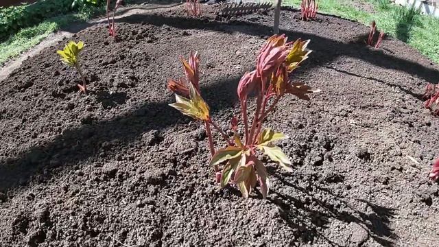 Два дня как кроты, копаем и пересаживаем смотреть онлайн