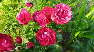 Плетистая роза Брауни (rose Brownie) в форме куста, описание сорта, мои впечатления, 22.07.2022