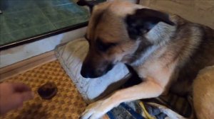 РЫЖИК ЛОВИТ МУХ УЛИЧНЫЙ ПЕСИК В ГОСТЯХ