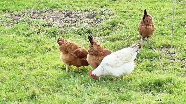 Продукты питания рекомендуемые во время вирусных заболеваний