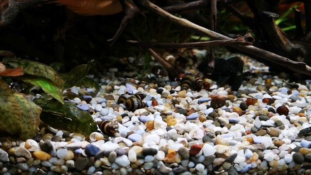 КУПИЛ ХЕЛЕН ЗАПУСТИЛ В ГУППЯТНИК смотреть онлайн