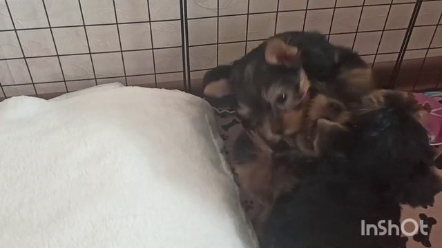 Про йоркширских терьеров смотреть онлайн