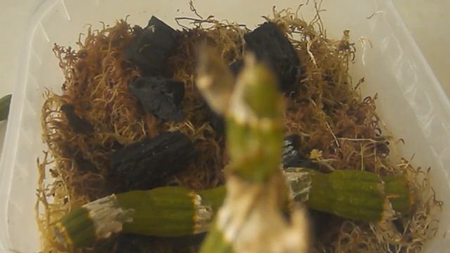 Breeding dendrobium with cutting -Размножение дендробиума черенкованием(май) смотреть онлайн