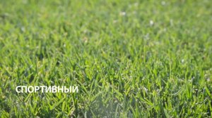 Газон "Спортивный" от SagamaGreen