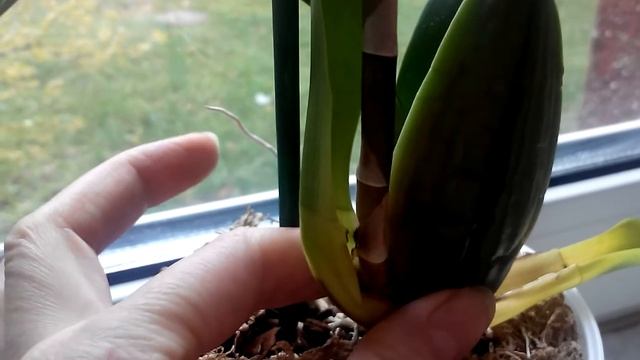 Онцидиум Sweet Sugar. Мы его теряем (( смотреть онлайн