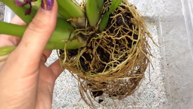 Пересадка камбрии после покупки. Улитки и пауки в корнях. Мильтонидиум Катрин Зох. Milt. Katrin Zoc смотреть онлайн