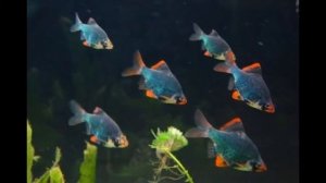 Рыбка Барбус