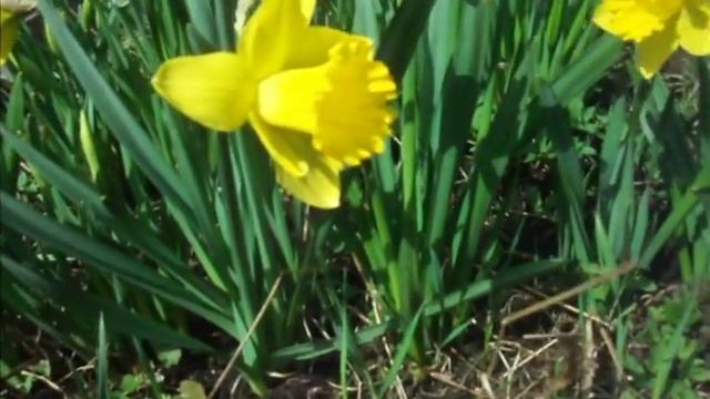 Зацвели нарциссы. Айс Фоллис и Голден Харвест смотреть онлайн
