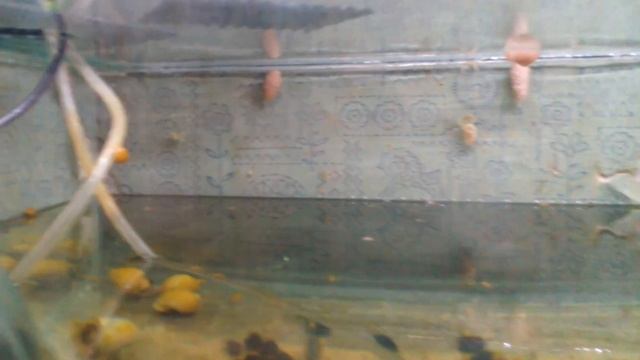 Кормление улиток ампулярий ? смотреть онлайн