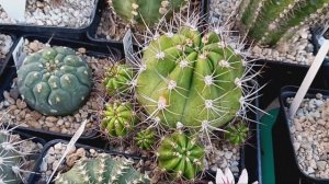 Обзор кактусов.Когда удобряла кактусы?Ответы на вопросы по литопсам.