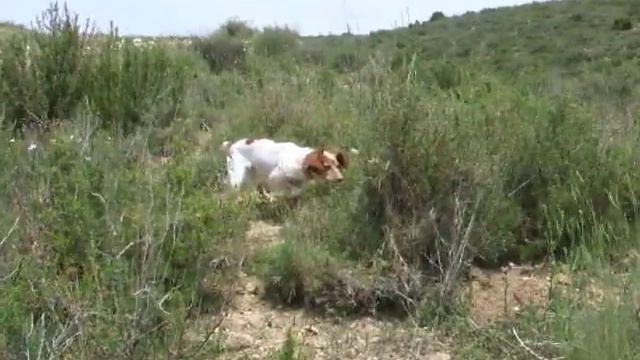 Muestra de mi bretona 02 смотреть онлайн