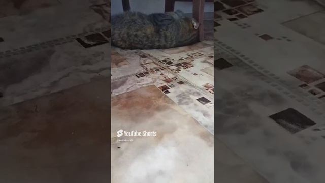 кошка подметалка