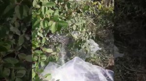 Как собрать жимолость ?