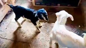 Новорождённые козлята.Нубийские козы.