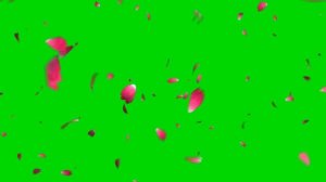 green screen rose petals fly Valentine's Day - лепестки роз летают хромакей день влюбленных