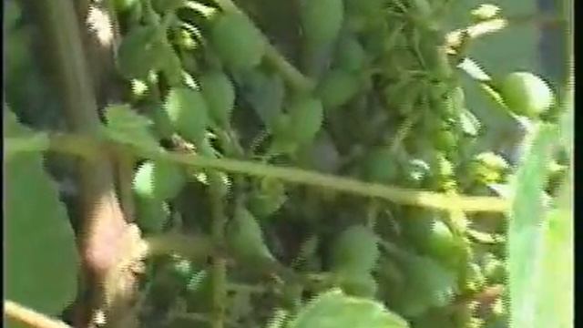 Виноград в Сибири смотреть онлайн