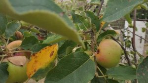 Как растет зизифус, инжир и грецкий орех в Крыму. Евпатория, село Поповка