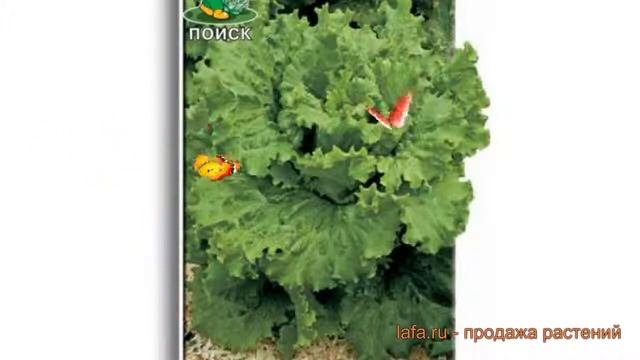 Салат обыкновенный Гранд Рапидс Полукочанный ? обзор: как сажать, семена салата смотреть онлайн