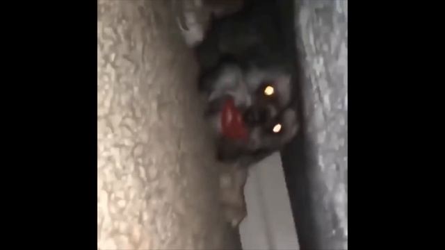 ОЧЕНЬ СМЕШНЫЕ ЖИВОТНЫЕ Смешные видео с кошками Приколы про котов и собак смотреть онлайн