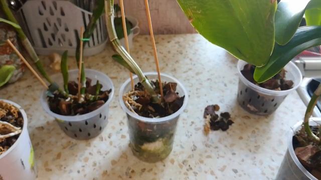 Как я наращиваю корни Каттлеям?? смотреть онлайн