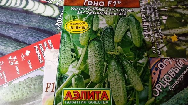 100% ультраранний, супер урожайный гибрид огурца КРОКОДИЛ ГЕНА. #8# смотреть онлайн