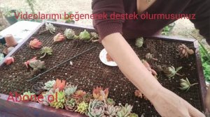 Sukulentlerle dikey bahçe / DIY Vertical Succulent Garden-Succulent Pot Making