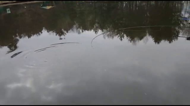 Голицыно Fish смотреть онлайн